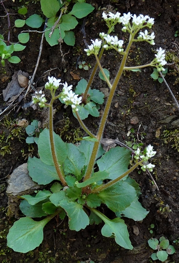 {Micranthes virginiensis}